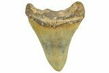 Fossil Megalodon Tooth - North Carolina #362949-1